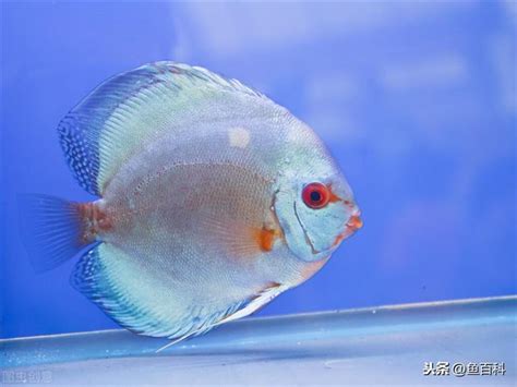 風水七彩神仙魚